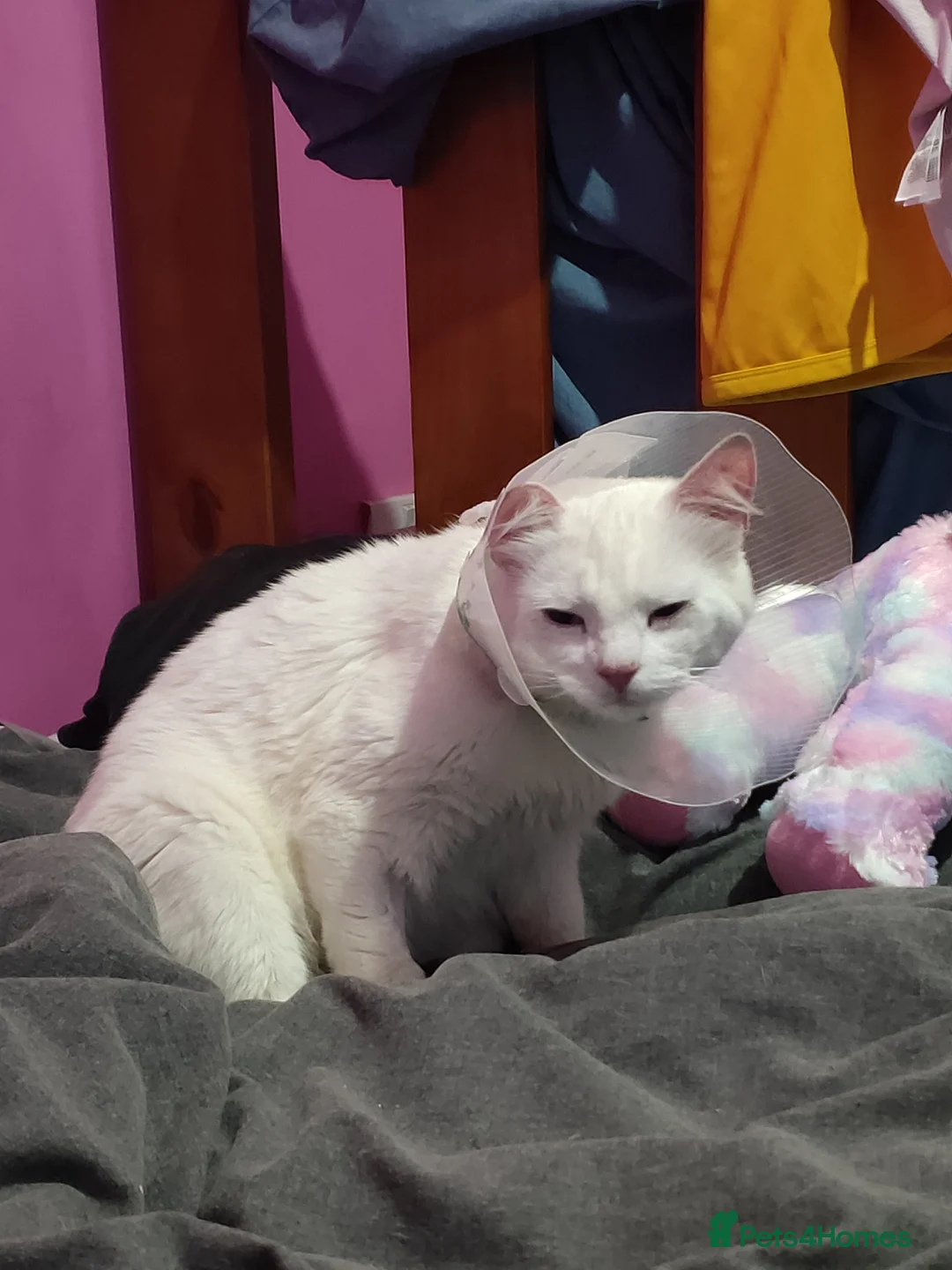 Turkish Angora cats for sale: Turkish Angora  - Advert 1