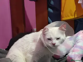 Turkish Angora cats Turkish Angora - Advert 11