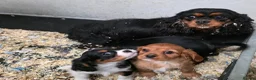 Cavalier King Charles Spaniel dogs for sale: KC Registered and DNA Tested Clear  - Advert 10