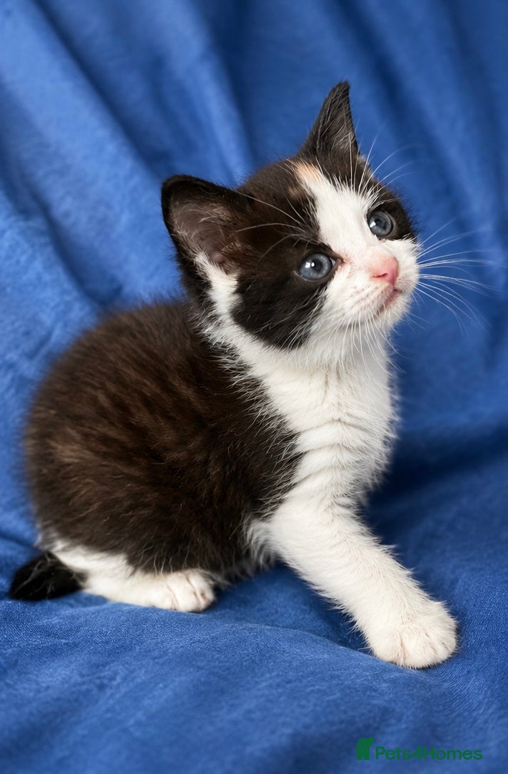 Ragdoll cats for sale: Beautiful Ragdoll cross kittens - Advert 2