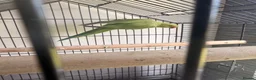 Ringnecks birds for sale: Male green ringneck in Cowdenbeath - Advert 4