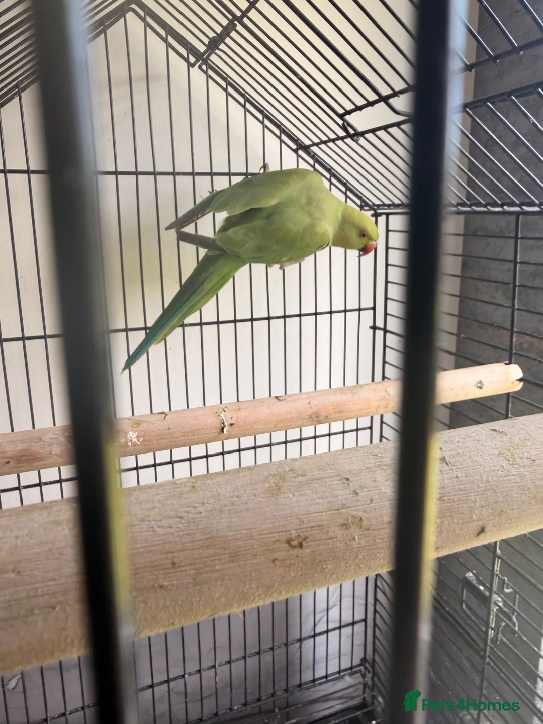 Ringnecks birds for sale: Male green ringneck in Cowdenbeath - Advert 4