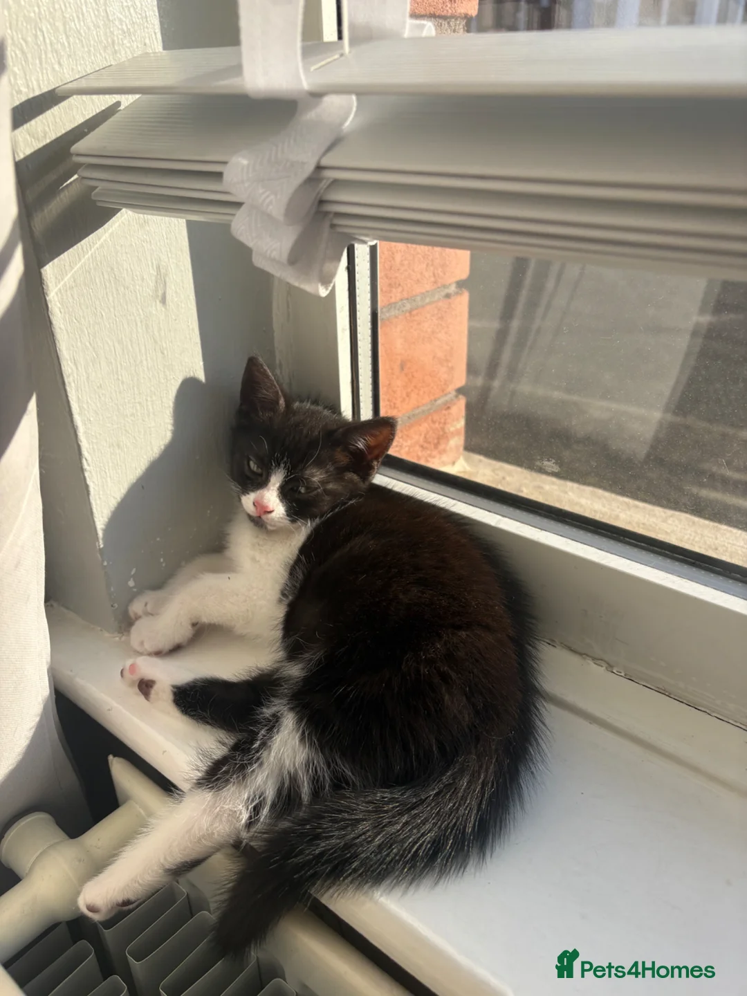 British Shorthair cats for sale: Black, grey & white. Faint stripes❤️ - Advert 2