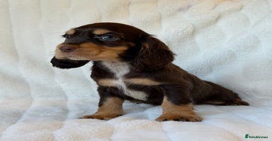Cocker Spaniel dogs 🌟Show Cocker spaniel puppies🌟 - Advert 11