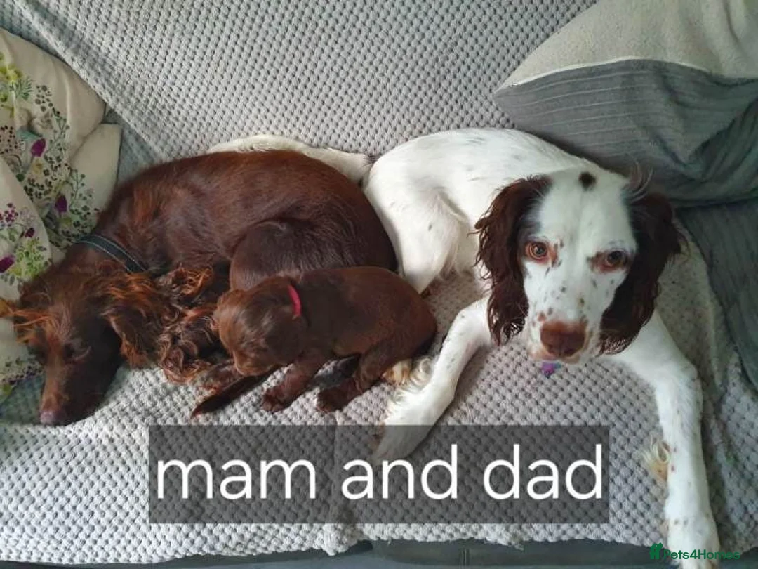 Cocker Spaniel dogs for sale: Cocker Spaniel Puppies – Exceptional Temperament  - Advert 2