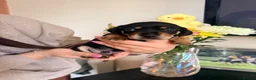 Miniature Dachshund dogs for sale: Lovely litter of 5 Miniature Dachshunds  - Advert 30
