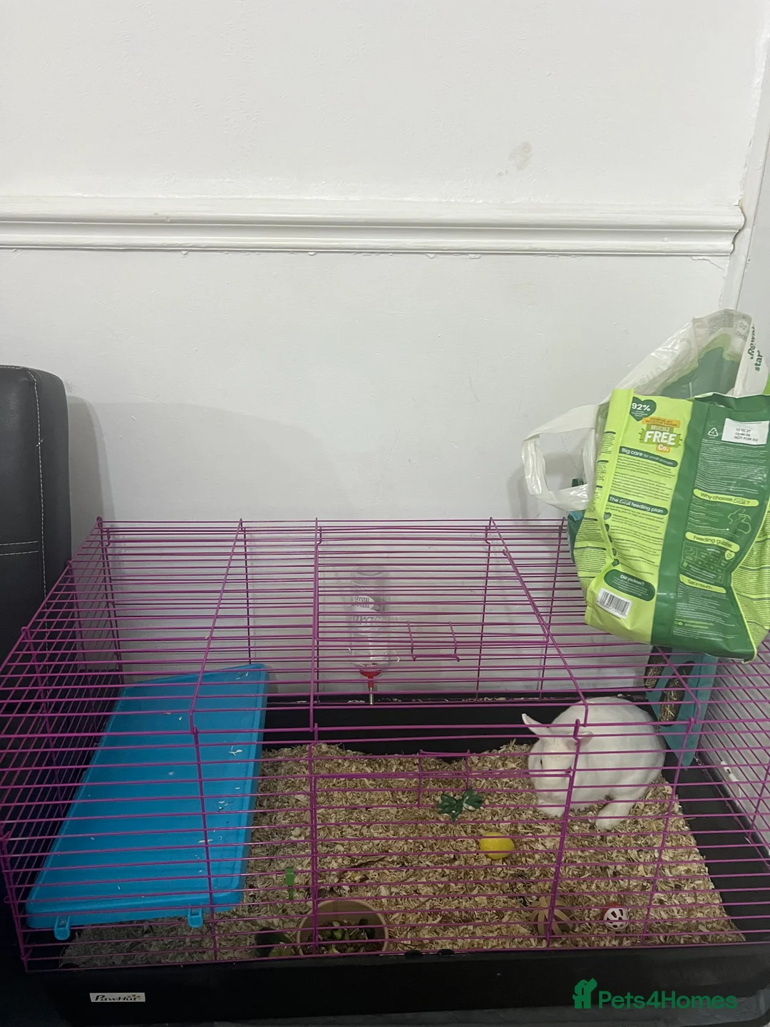 Mixed Breed rabbits for sale: Rabbit  in Rochdale - Advert 2