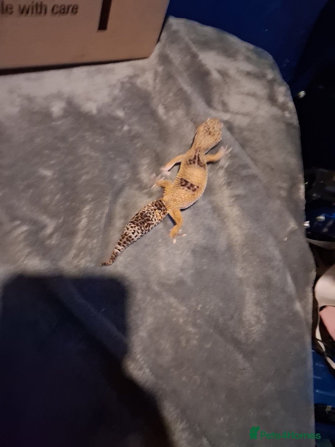 Leopard Gecko reptiles for sale: £20 Leopard geckos - Advert 11