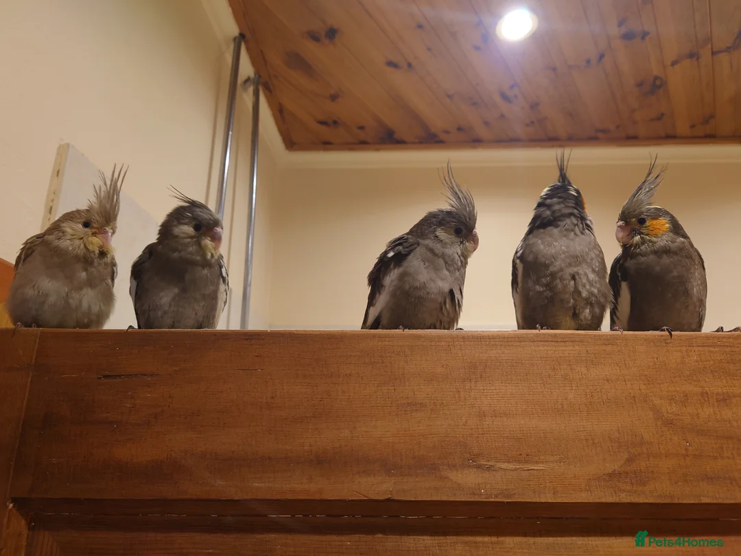 Cockatiels birds for sale: Silly tame hand reared cockatiels for rehoming in Ayr - Advert 5