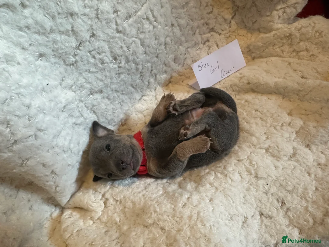 Jack Russell dogs for sale: Jack Russel puppies  - Advert 26