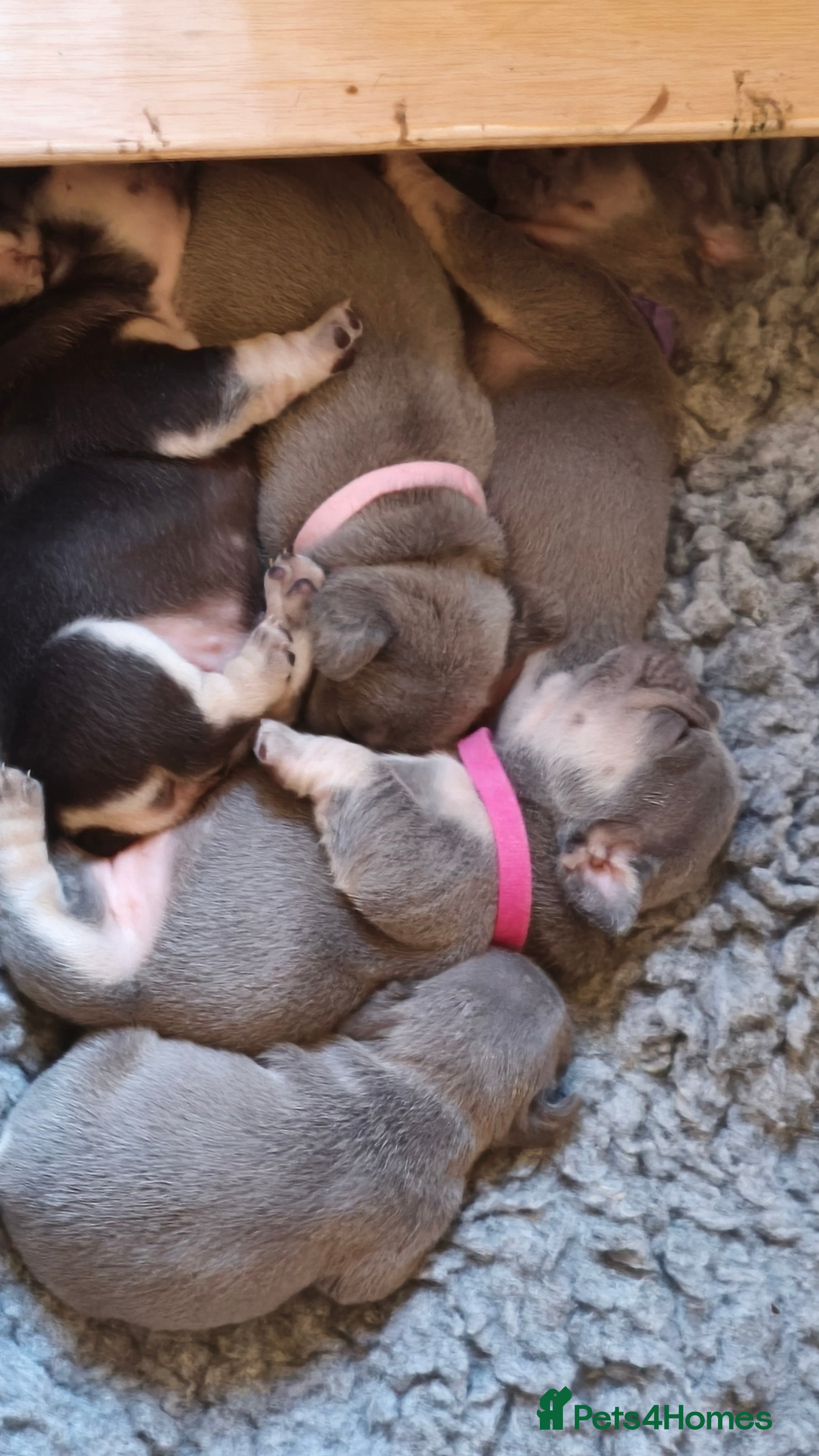 French Bulldog dogs Five beautiful girls - Advert 14