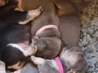 French Bulldog dogs Five beautiful girls - Advert 14