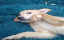 Golden Retriever dogs for sale: Wonderful,playful ,adventurous happy little furs😍 - Image 9