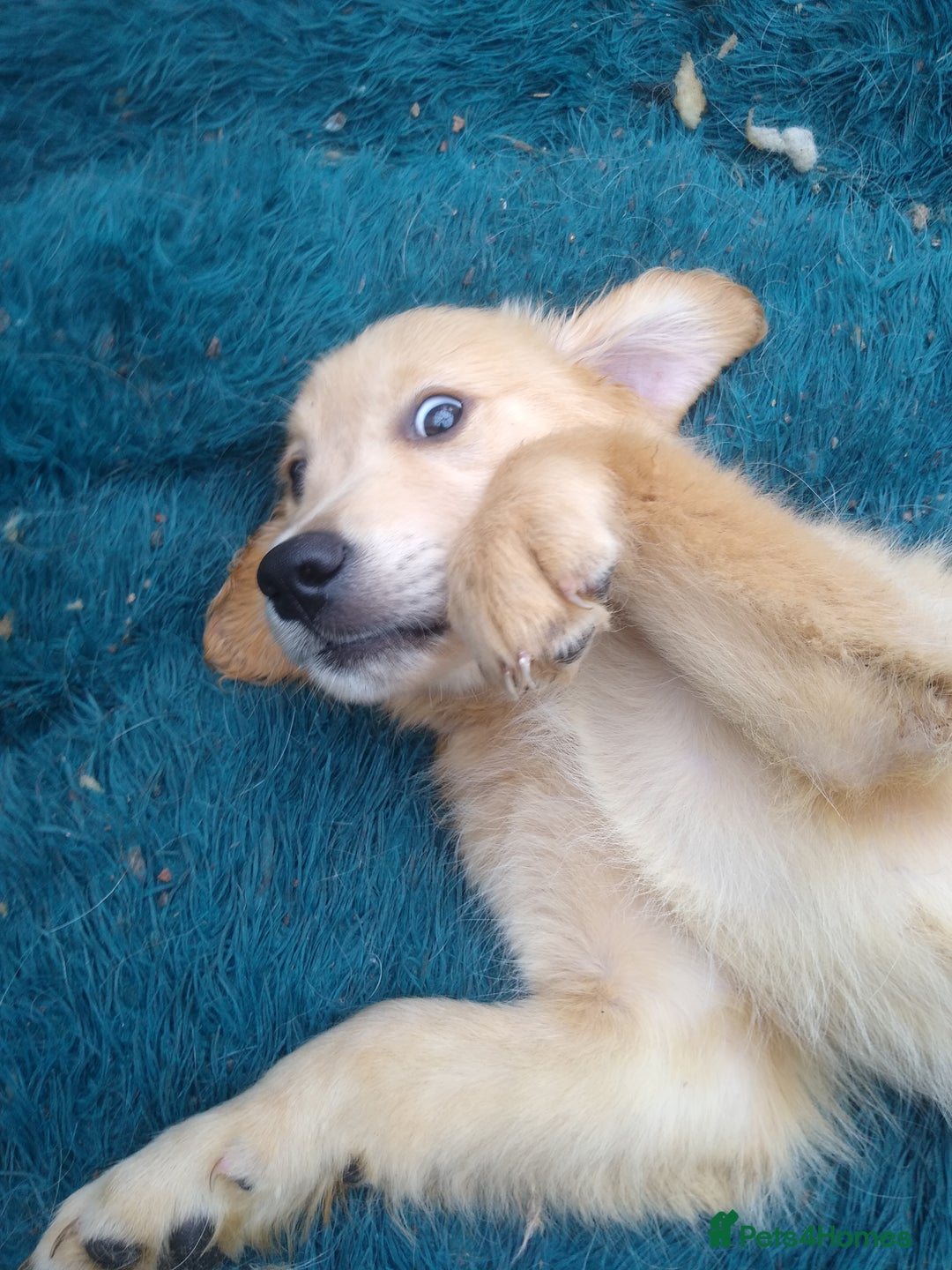 Golden Retriever dogs for sale: Wonderful,playful ,adventurous happy little furs😍 - Image 9