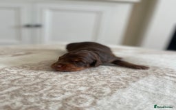 Bordoodle dogs for sale: OUTSTANDING *TRI COLOUR* MINIATURE BORDOODLES - Image 20