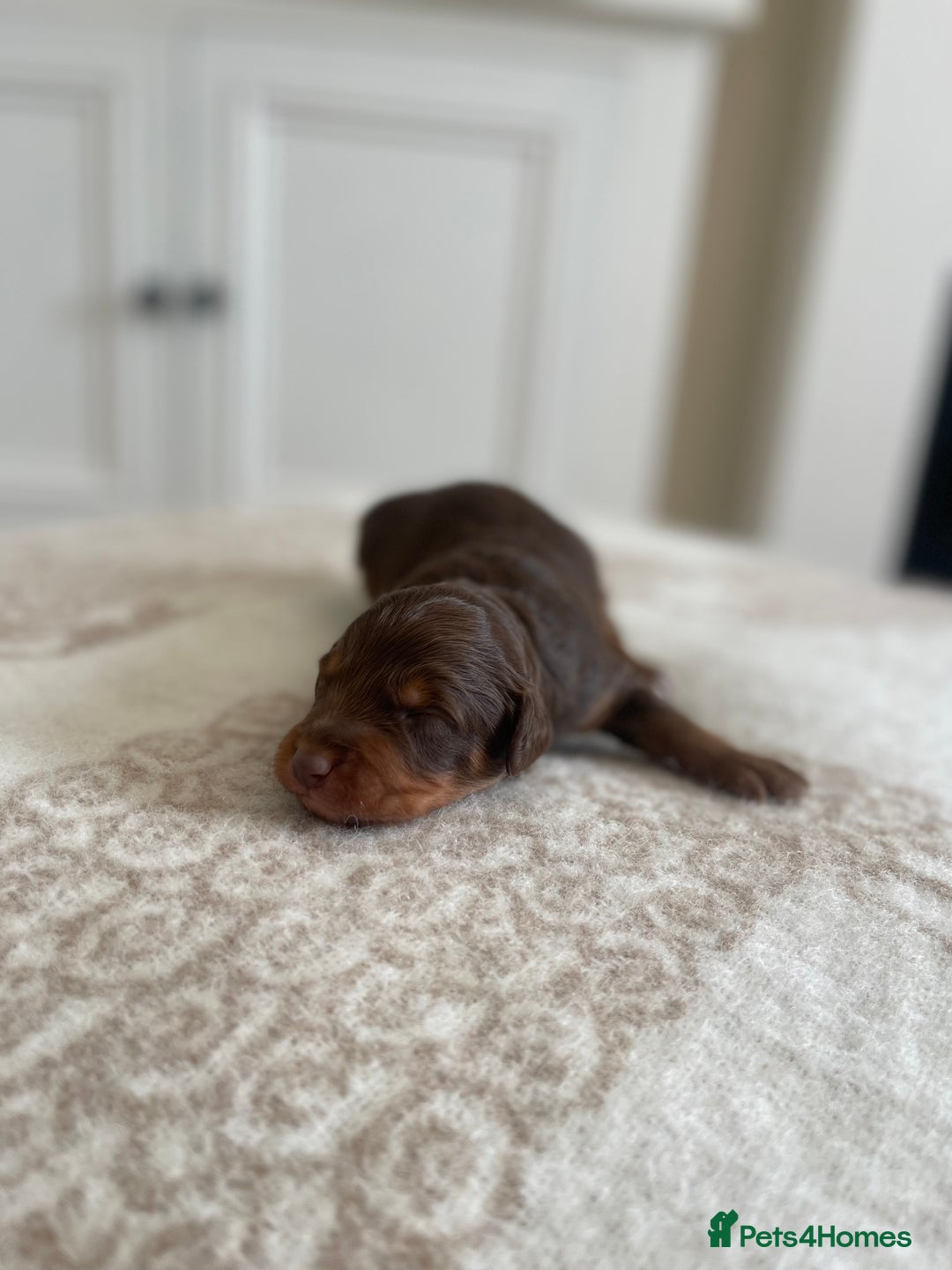 Bordoodle dogs for sale: OUTSTANDING *TRI COLOUR* MINIATURE BORDOODLES - Image 20