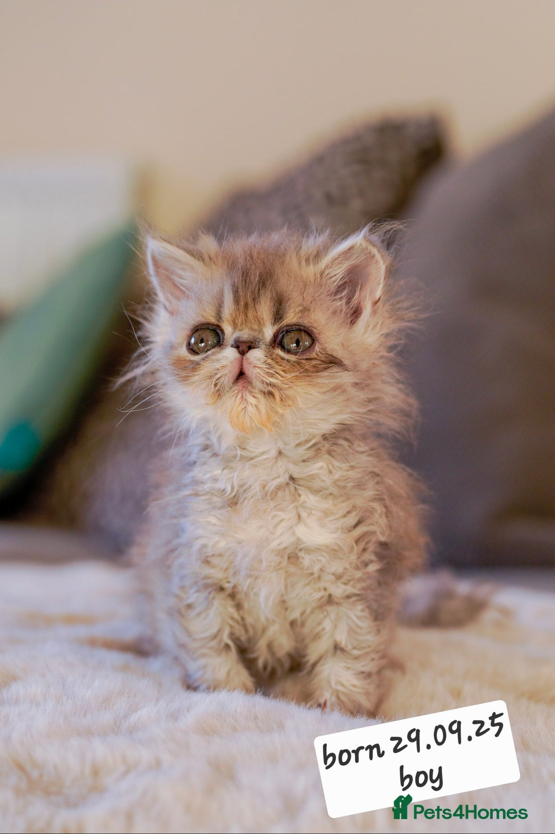 Persian cats for sale: Persian kittens  - Advert 11