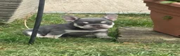 French Bulldog dogs for sale: Stunning 3rd generation French Bulldog puppies - Advert 10