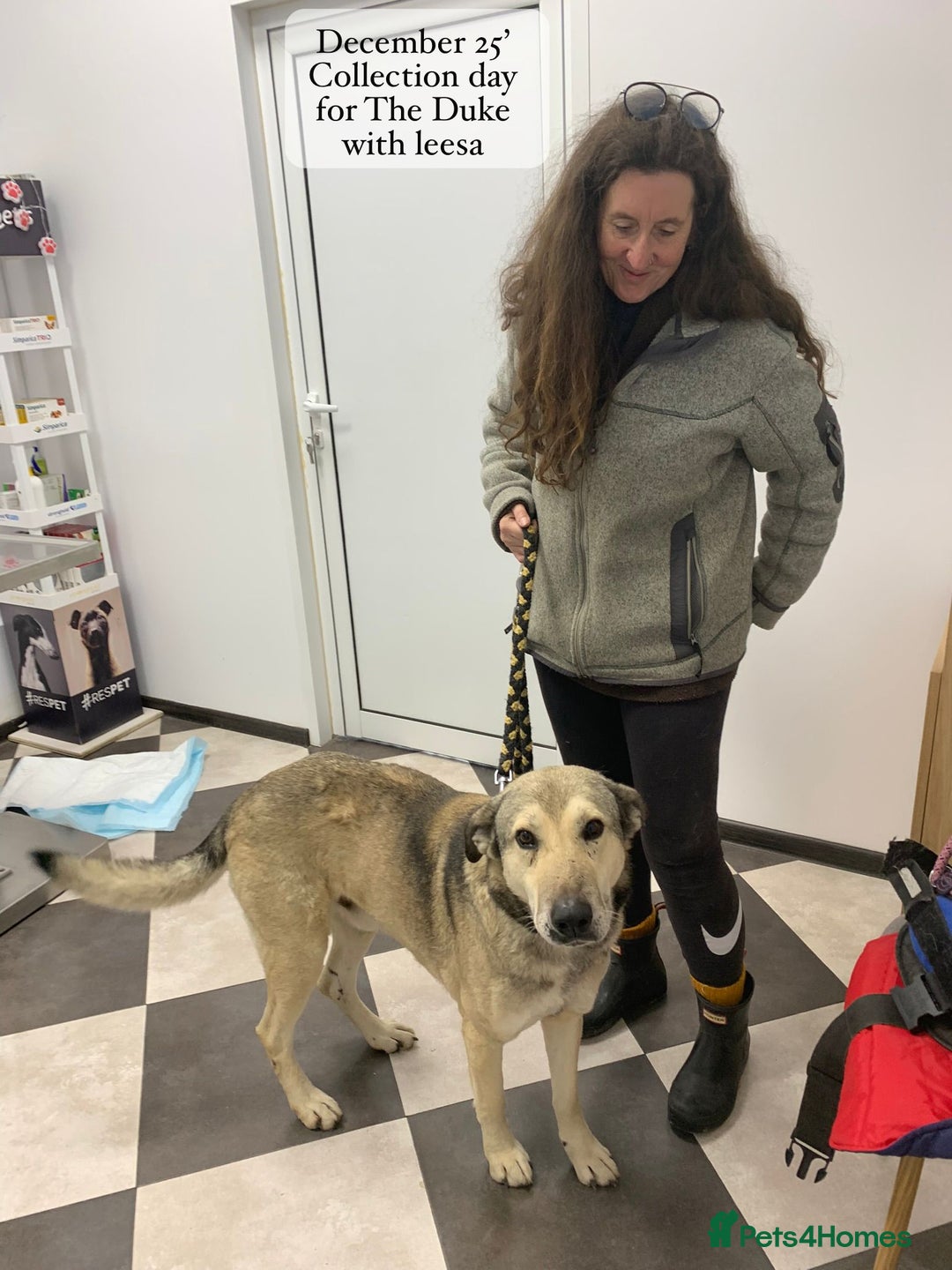 Mixed Breed dogs for adoption: The Duke, 8 yrs approx. Available for adoption. - Advert 15