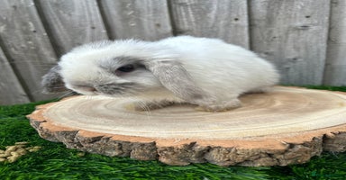 Mini Lop rabbits - Advert 3