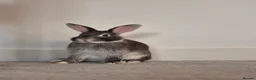 Mixed Breed rabbits for sale: Female Indoor Rabbit in Peterborough - Advert 1