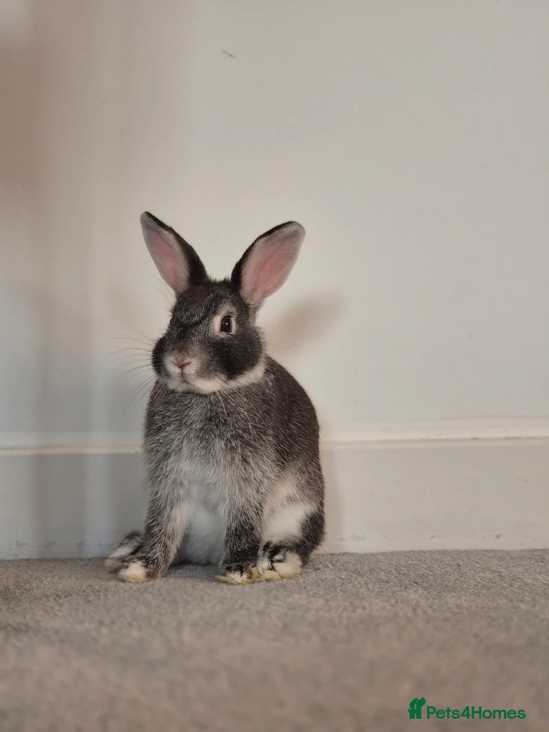 Mixed Breed rabbits for sale: Female Indoor Rabbit in Peterborough - Advert 1