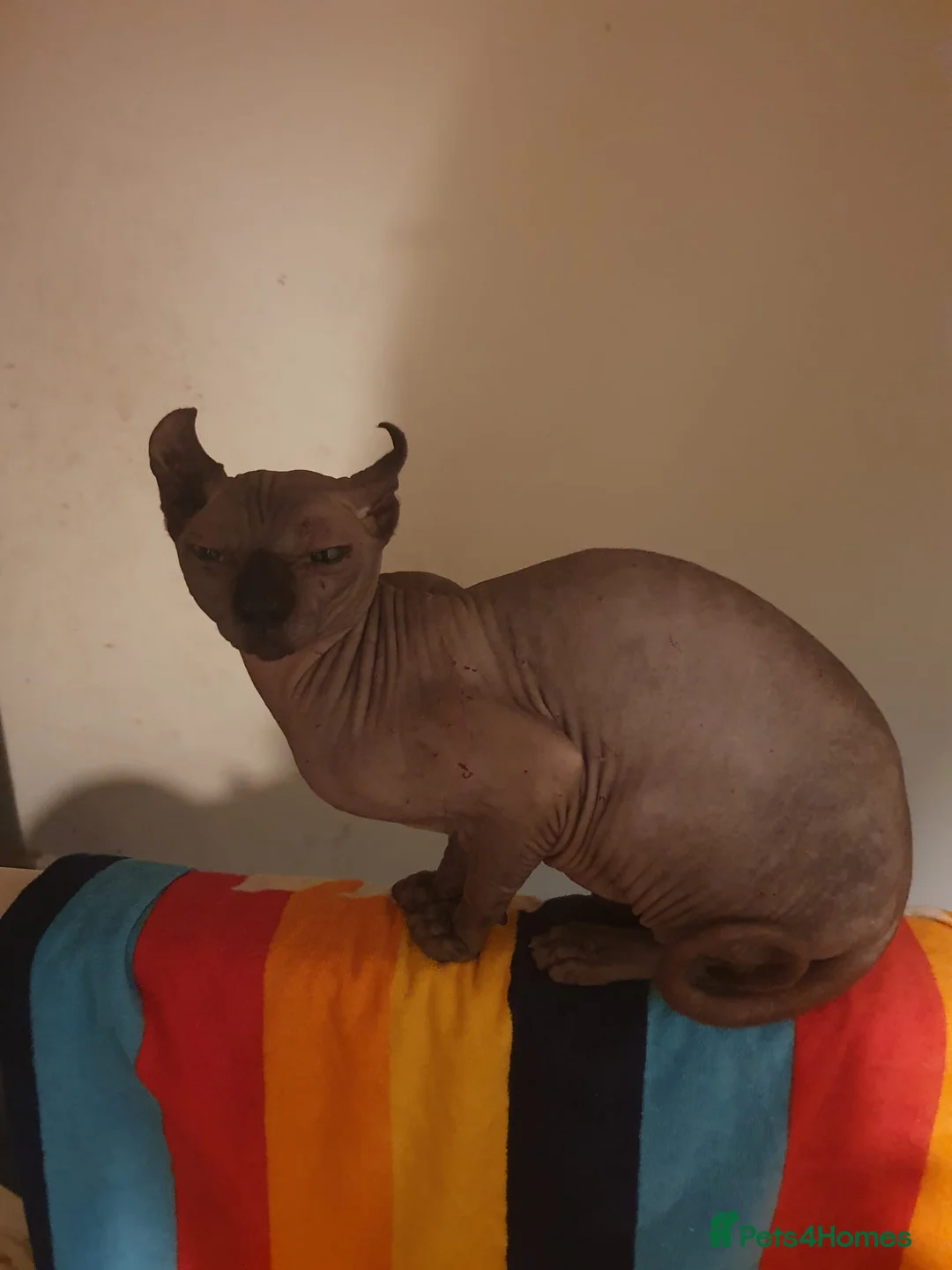 Sphynx cats for sale: Elf sphynx  - Advert 2