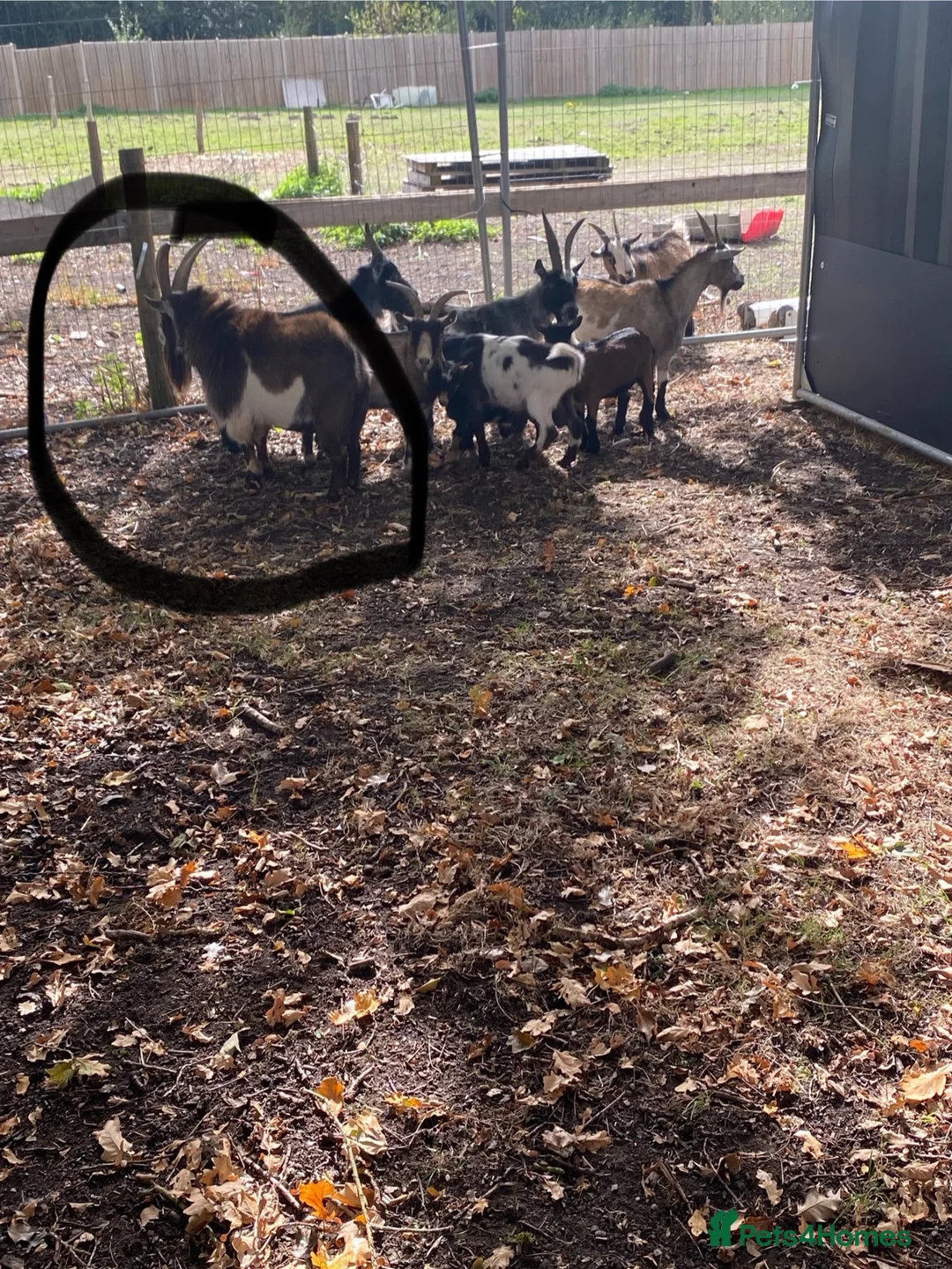 Goats livestock for sale: 3 Pygmy billy goats in Woking - Advert 2