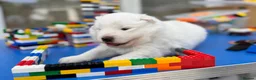 Samoyed dogs for sale: Bundle of joy 3 Puppy - Advert 32