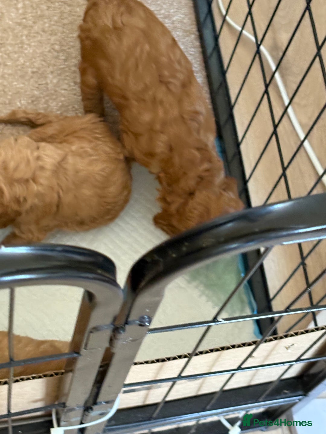 Miniature Poodle dogs for sale: Omg beautiful poodles - Image 6