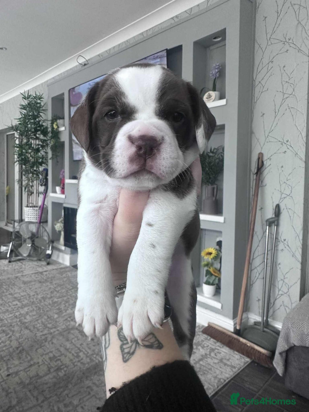 Mixed Breed dogs for sale: Only 2 beautiful girl pups left - Advert 7