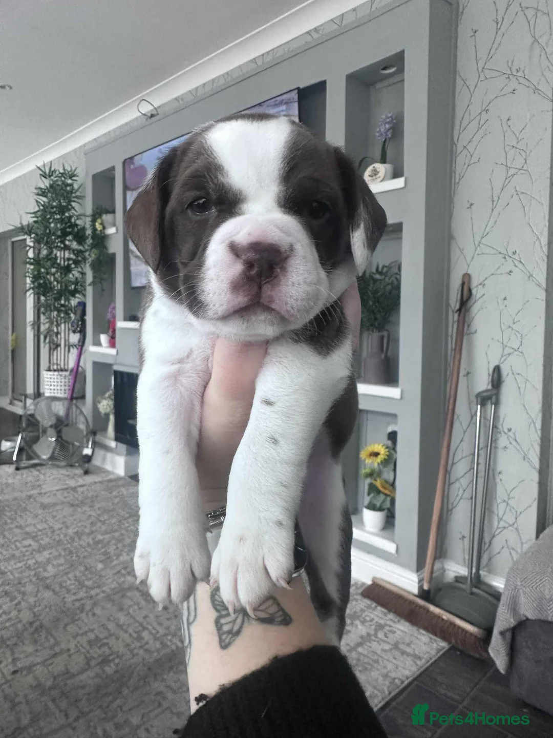 Mixed Breed dogs for sale: *REDUCED*Only 2 beautiful girl pups left - Advert 7