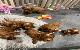 Cavapoo dogs for sale: Merlesque ⭐️⭐️⭐️⭐️⭐️F1 Cavapoos 200 DNA - Image 3