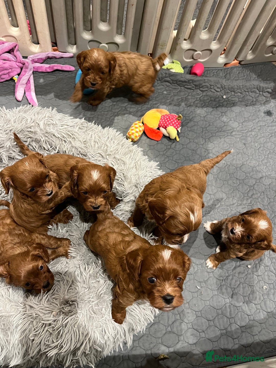 Cavapoo dogs for sale: Merlesque ⭐️⭐️⭐️⭐️⭐️F1 Cavapoos 200 DNA - Image 3