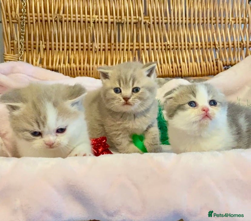 Scottish Fold cats 🧸😻CHAMPION LINE TICA ACTIVE SCOTTISH/BSH😻🧸 - Advert 1