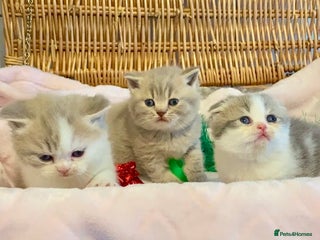 Scottish Fold cats 🧸😻CHAMPION LINE TICA ACTIVE SCOTTISH/BSH😻🧸 - Advert 9