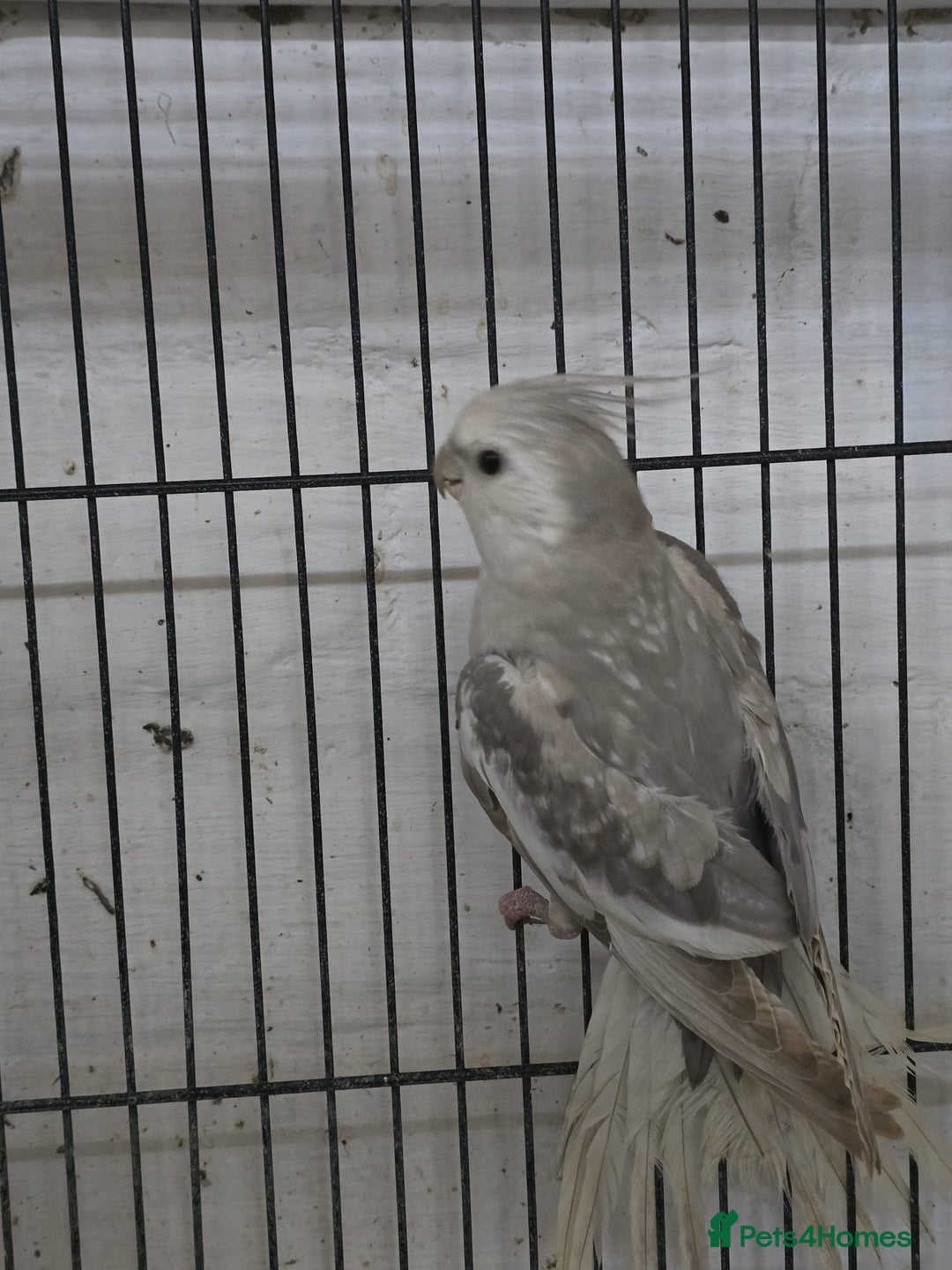 Cockatiels birds for sale: Young avairy Bred cockatiels  - Advert 8