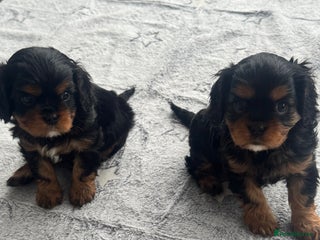 Cavalier King Charles Spaniel dogs KC REG Black and Tan boys - Advert 17