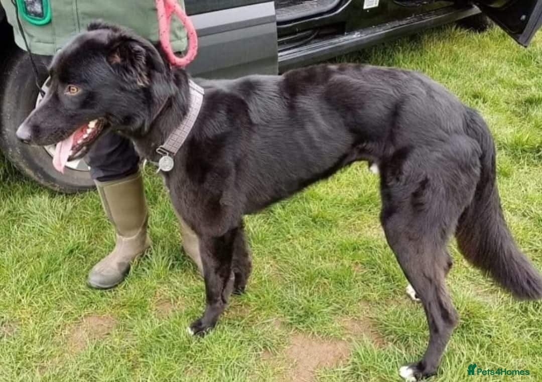 Lurcher dogs for stud: Lurcher for stud  - Advert 4