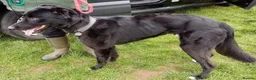 Lurcher dogs for stud: Lurcher for stud  - Advert 4