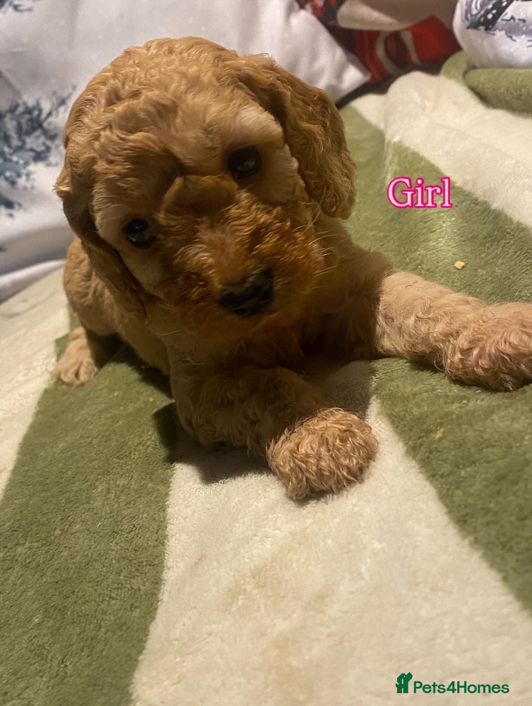 Cockapoo dogs for sale: F1B apricot cockapoos  - Advert 2