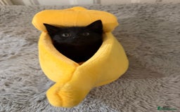 Mixed Breed cats for sale: Beautiful black kittens ready now - Image 1