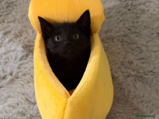 Mixed Breed cats for sale - Advert 1