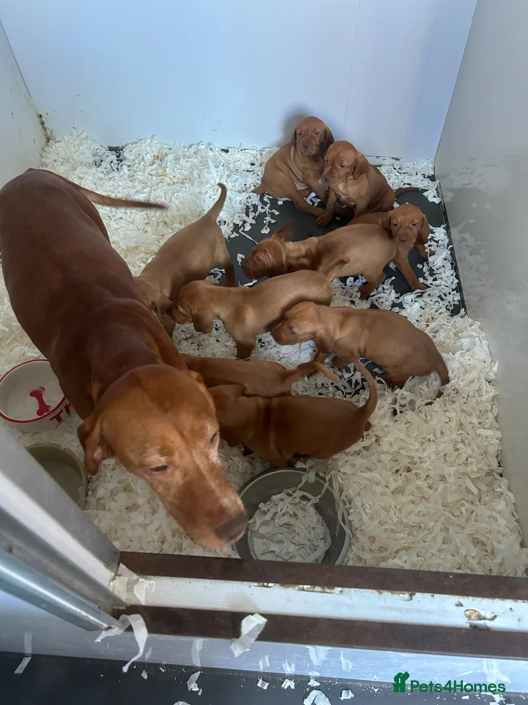 Hungarian Vizsla dogs for sale: Two stunning vizsla girls  - Advert 6