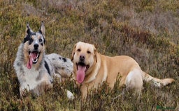 Borador dogs for sale: Labrador x Collie puppies - Image 23