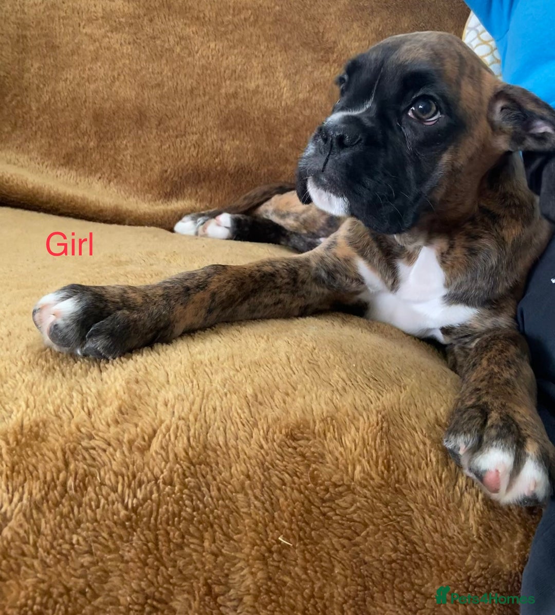 Boxer dogs for sale: KC Registered Boxer puppies  - Image 16
