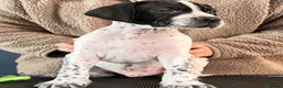 Pointer dogs for sale: Stunning Pedigree Pointer pups-will steal hearts - Advert 31