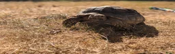 Tortoise reptiles for sale: 2 sulcata tortoises - Advert 2