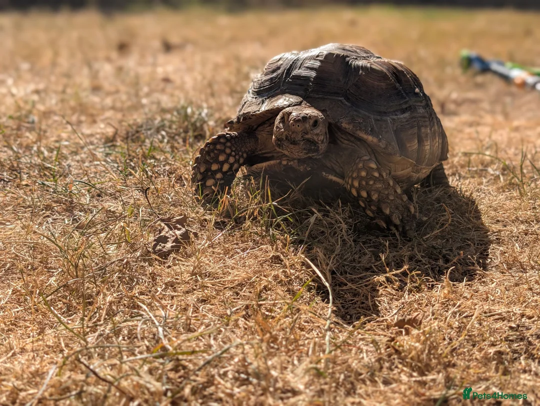 Tortoise reptiles for sale: 2 sulcata tortoises - Advert 2
