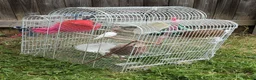 Finches birds for sale: 2 young finches (with cage).  in Bradford - Advert 2